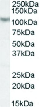 Anti-MAML1/MASTermIND antibody produced in goat affinity isolated antibody, buffered aqueous solution