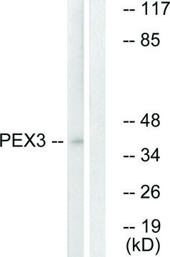 Anti-PEX3 antibody produced in rabbit affinity isolated antibody