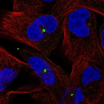 抗-CETN3 兔抗 Prestige Antibodies&#174; Powered by Atlas Antibodies, affinity isolated antibody