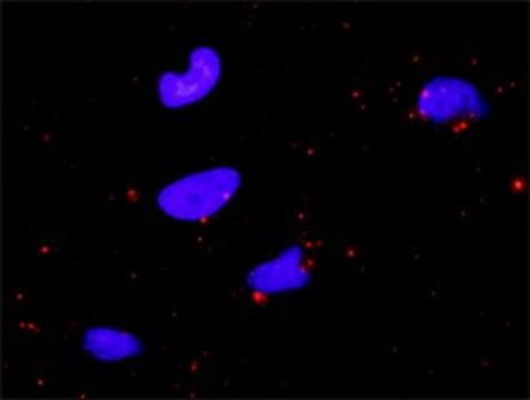 Anti-BIRC2 antibody produced in rabbit purified immunoglobulin, buffered aqueous solution