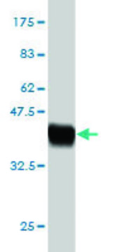 Monoclonal Anti-IL17B antibody produced in mouse clone 6G5, purified immunoglobulin, buffered aqueous solution