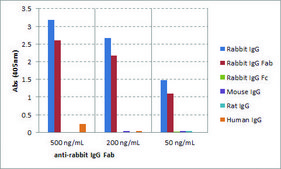 Anti-Rabbit IgG Fab antibody, Goat monoclonal recombinant, expressed in HEK 293 cells, clone RMG01, purified immunoglobulin
