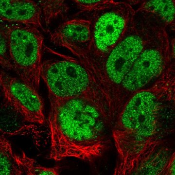 Anti-CDX2 antibody produced in rabbit Prestige Antibodies&#174; Powered by Atlas Antibodies, affinity isolated antibody