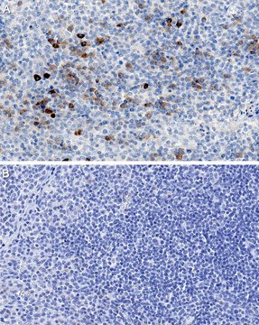 Anti-IL-5 Antibody, clone 4A1.6.15