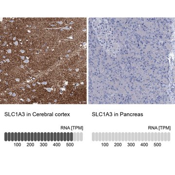 Anti-SLC1A3 antibody produced in rabbit Prestige Antibodies&#174; Powered by Atlas Antibodies, affinity isolated antibody, buffered aqueous glycerol solution