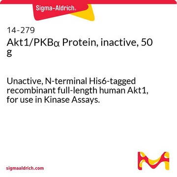 Akt1/PKB&#945;蛋白（失活，50 g） Unactive, N-terminal His6-tagged recombinant full-length human Akt1, for use in Kinase Assays.