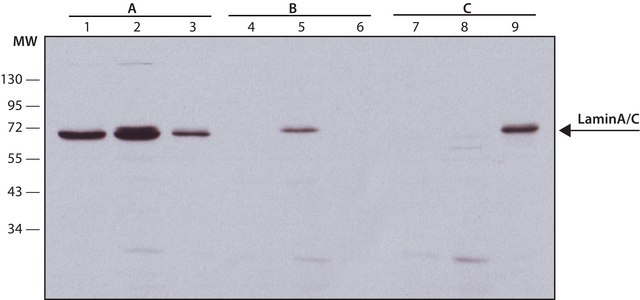 Anti-Lamin A/C R482W antibody, Mouse monoclonal clone 5H8-B4, purified from hybridoma cell culture