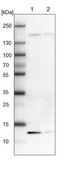 Anti-UQCRH antibody produced in rabbit Prestige Antibodies® Powered by Atlas Antibodies, affinity isolated antibody, buffered aqueous glycerol solution