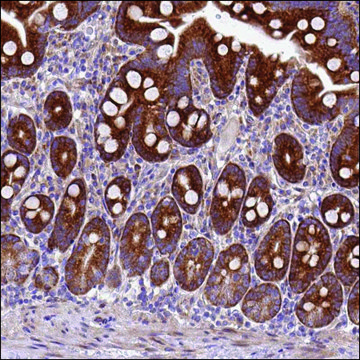 Anti-CISD3 antibody produced in rabbit Prestige Antibodies&#174; Powered by Atlas Antibodies, affinity isolated antibody, buffered aqueous glycerol solution