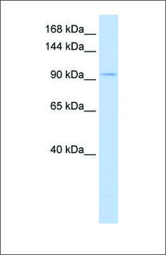 Anti-SALL3 antibody produced in rabbit affinity isolated antibody