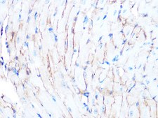 Anti-Dystrophin Antibody, clone 10G10K7, Rabbit Monoclonal