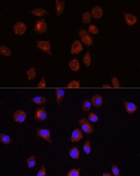 Anti-Akt1 antibody produced in rabbit