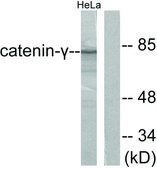Anti-Catenin-γ antibody produced in rabbit affinity isolated antibody