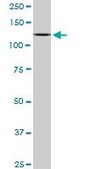 Monoclonal Anti-CAND1, (N-terminal) antibody produced in mouse clone 4D10, purified immunoglobulin, buffered aqueous solution