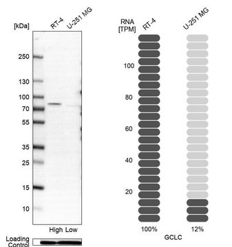 Anti-GCLC antibody produced in rabbit Prestige Antibodies&#174; Powered by Atlas Antibodies, affinity isolated antibody, buffered aqueous glycerol solution