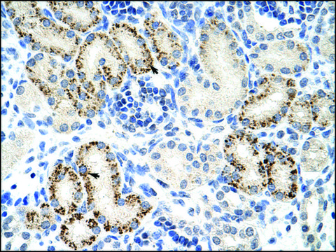 Anti-FZD5 antibody produced in rabbit affinity isolated antibody