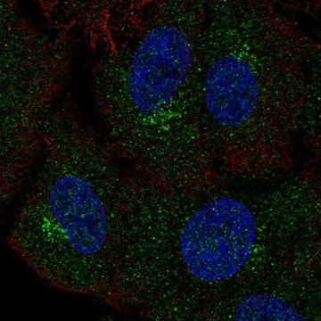 Anti-GALNT4 antibody produced in rabbit Prestige Antibodies&#174; Powered by Atlas Antibodies, affinity isolated antibody