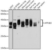 Anti-ATP1B3 antibody produced in rabbit
