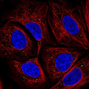 Anti-HTRA3 antibody produced in rabbit Prestige Antibodies&#174; Powered by Atlas Antibodies, affinity isolated antibody