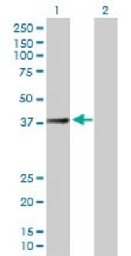 Anti-SUCLG2 antibody produced in mouse purified immunoglobulin, buffered aqueous solution