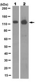 Anti-TAOK3 Antibody, clone 1H9.1 clone 1H9.1, from mouse