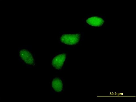 Anti-WEE1 antibody produced in mouse purified immunoglobulin, buffered aqueous solution