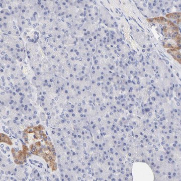 ANTI-TWNK antibody produced in rabbit Prestige Antibodies&#174; Powered by Atlas Antibodies, affinity isolated antibody, buffered aqueous glycerol solution