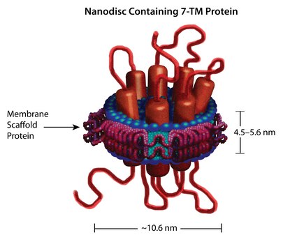 膜支架蛋白 1D1 recombinant, expressed in E. coli, buffered aqueous solution