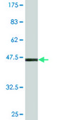Monoclonal Anti-SAR1A antibody produced in mouse clone 3G5, purified immunoglobulin, buffered aqueous solution