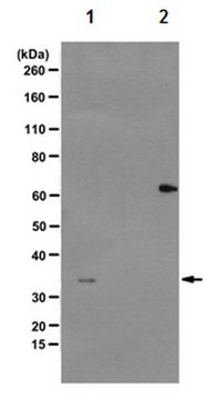 Anti-phospho-Cdk1 (Thr14, Tyr15)Antibody, clone CP3.2 clone CP3.2, from mouse