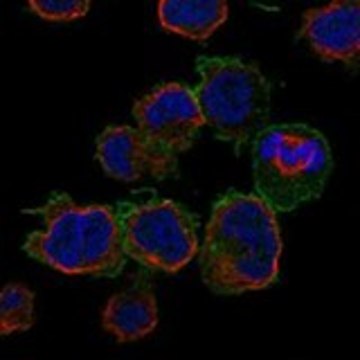 Anti-FCGR2A antibody produced in rabbit Prestige Antibodies&#174; Powered by Atlas Antibodies, affinity isolated antibody, buffered aqueous glycerol solution