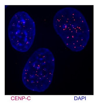 Anti-CENP-C Antibody serum, from rabbit