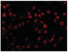 Anti-OTUD4 Antibody from rabbit, purified by affinity chromatography