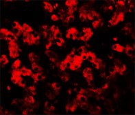 Anti-TMEM135 antibody produced in rabbit affinity isolated antibody, buffered aqueous solution