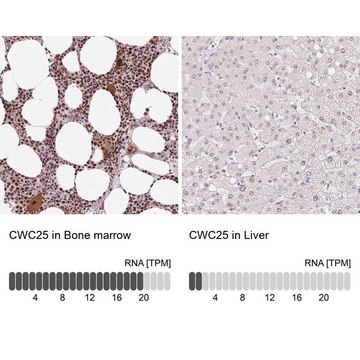 Anti-CWC25 antibody produced in rabbit Prestige Antibodies&#174; Powered by Atlas Antibodies, affinity isolated antibody, buffered aqueous glycerol solution