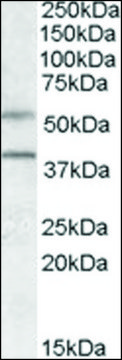 Anti-GPR81 antibody produced in goat affinity isolated antibody, buffered aqueous solution