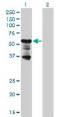 Monoclonal Anti-PKNOX2 antibody produced in mouse clone 4B6, purified immunoglobulin, buffered aqueous solution