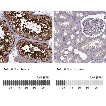 Anti-RANBP1 antibody produced in rabbit Prestige Antibodies&#174; Powered by Atlas Antibodies, affinity isolated antibody