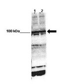 Anti-SREBF1 (AB1) antibody produced in rabbit affinity isolated antibody