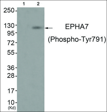 Anti-phospho-EPHA7 (pTyr791) antibody produced in rabbit affinity isolated antibody