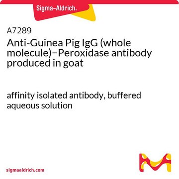 抗-豚鼠IgG（全分子）&#8722;过氧化物酶 山羊抗 affinity isolated antibody, buffered aqueous solution