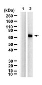 Anti-p-RPS6KB1 (Thr389) Antibody, clone 1K19 ZooMAb® Rabbit Monoclonal recombinant, expressed in HEK 293 cells