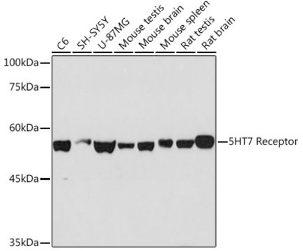 Anti-5HT7 Receptor Antibody, clone 4E6D2, Rabbit Monoclonal