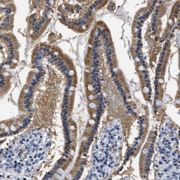 Anti-HS3ST2 antibody produced in rabbit Prestige Antibodies&#174; Powered by Atlas Antibodies, affinity isolated antibody, buffered aqueous glycerol solution