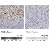 Anti-FGL2 antibody produced in rabbit Prestige Antibodies® Powered by Atlas Antibodies, affinity isolated antibody, buffered aqueous glycerol solution, Ab2