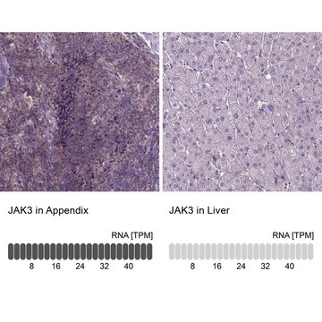 Anti-JAK3 antibody produced in rabbit Prestige Antibodies&#174; Powered by Atlas Antibodies, affinity isolated antibody, buffered aqueous glycerol solution