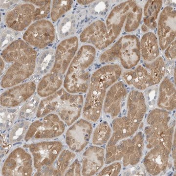 Anti-KYAT1 antibody produced in rabbit Prestige Antibodies&#174; Powered by Atlas Antibodies, affinity isolated antibody, buffered aqueous glycerol solution