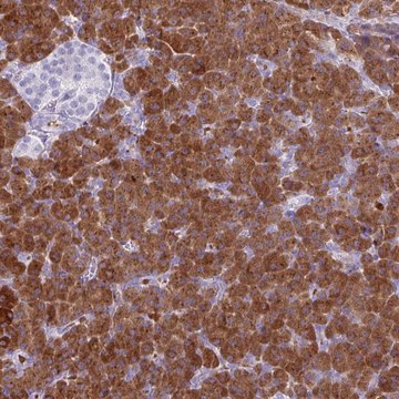 Anti-AMY1A antibody produced in rabbit Prestige Antibodies&#174; Powered by Atlas Antibodies, affinity isolated antibody, buffered aqueous glycerol solution