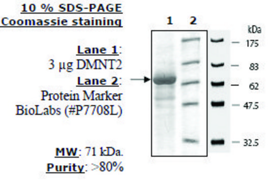 DNMT2 Active human recombinant, expressed in baculovirus infected insect cells, &#8805;80% (SDS-PAGE)