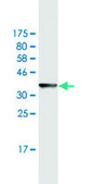 Monoclonal Anti-MB antibody produced in mouse clone 4F8, purified immunoglobulin, buffered aqueous solution